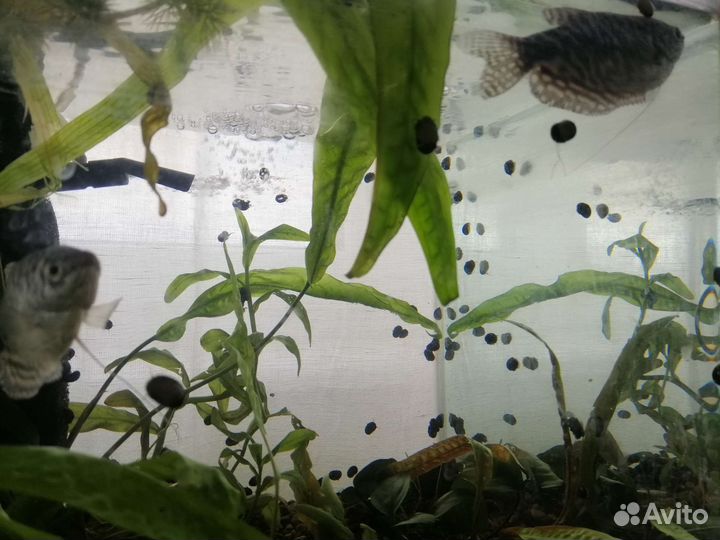 Теодоксус улитка