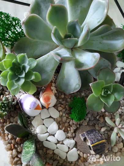 Флорариум на заказ живые суккуленты