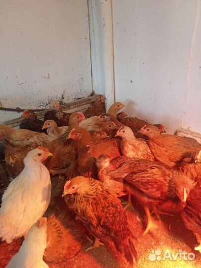 Цыплята от домашних кур 2 месяца