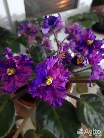 Детки,листья сортовых фиалок