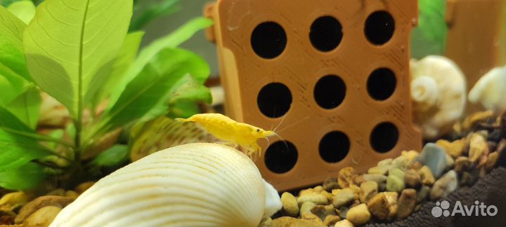 Аквариумные креветки, мексиканские раки, укрытия