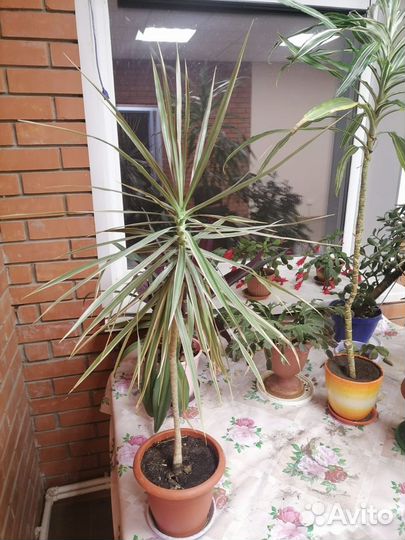 Живые цветы в горшках