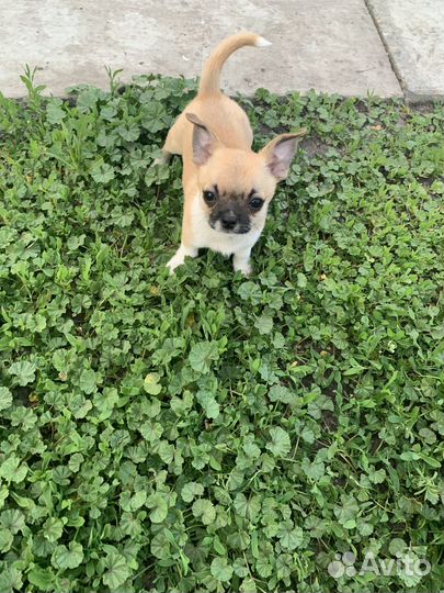 Чихуахуа девочка