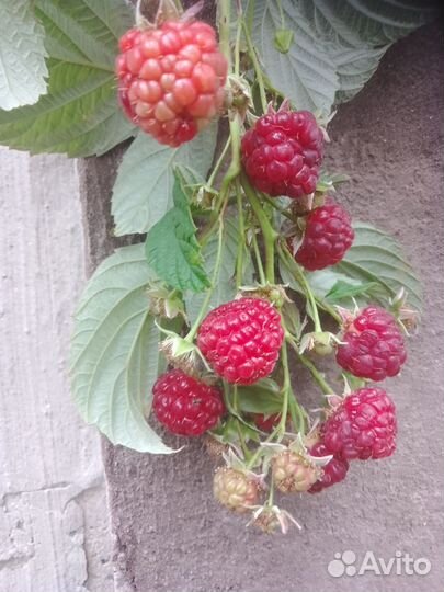 Ремонтантная малина