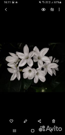 Мадагаскарский жасмин