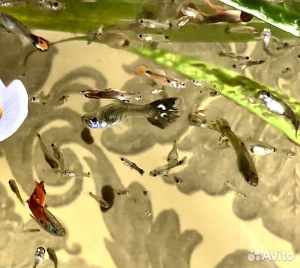 Рыбки гуппи