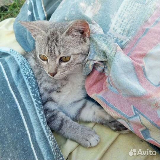 Кот 1 годик