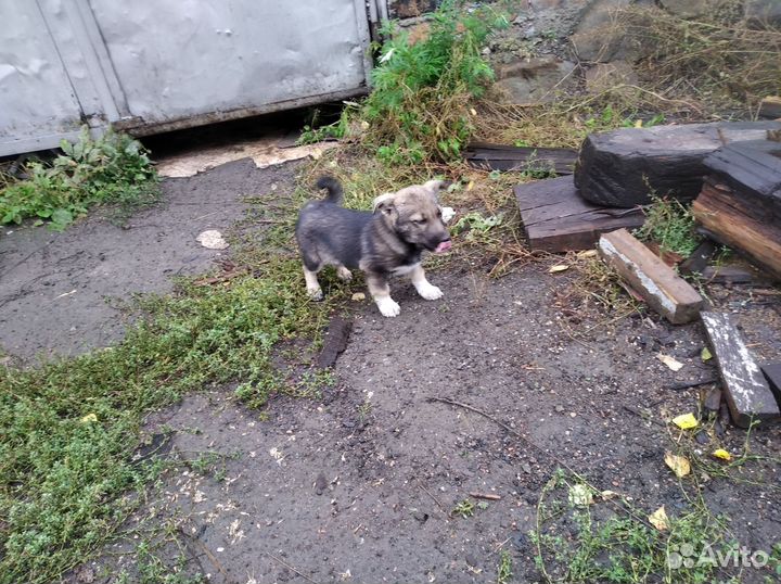 Очаровательный щенок