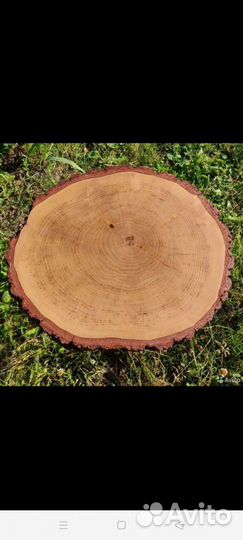 Торцевые спилы деревьев