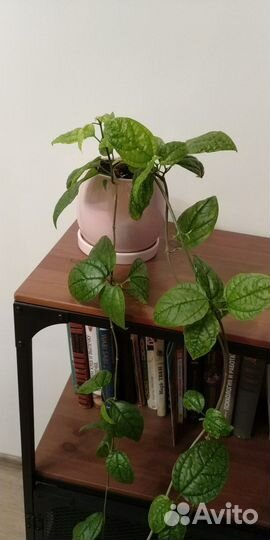 Клеродендрум