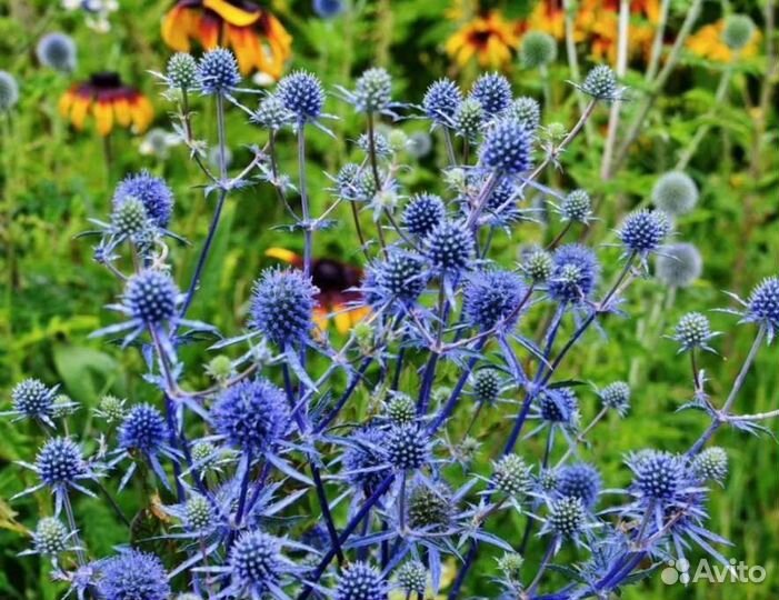 Синеголовник