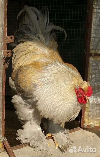 Брама лаванда, брама Изабелла