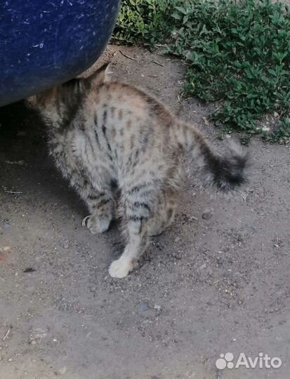 Котенок в добрые руки