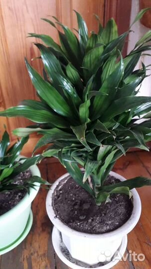 Цветы комнатные