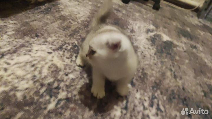 Котята породистые