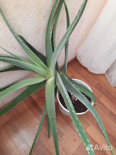 Алоэ лечебный