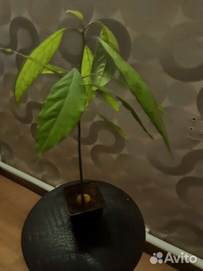 Авокадо растение