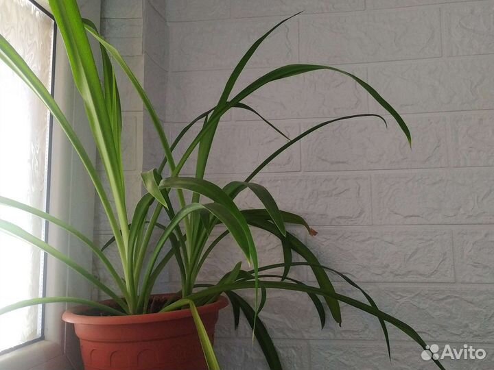 Цветы разные