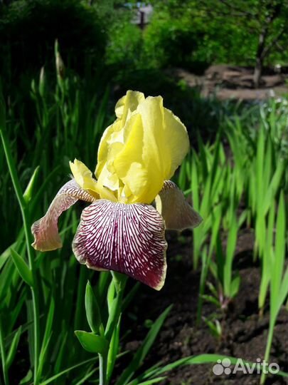 Садовые растения