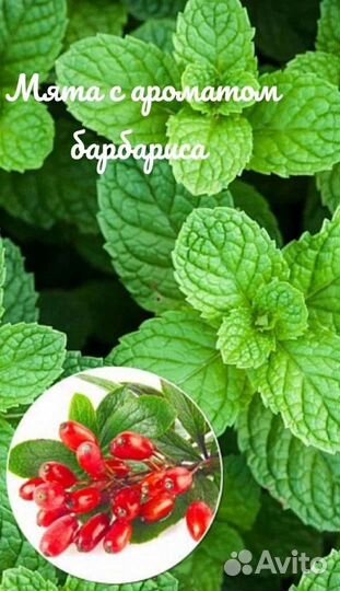 Растения для сада пряные ароматные мяты 20сортов