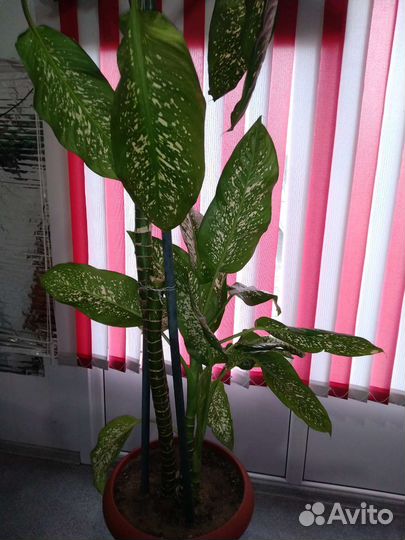 Диффенбахия