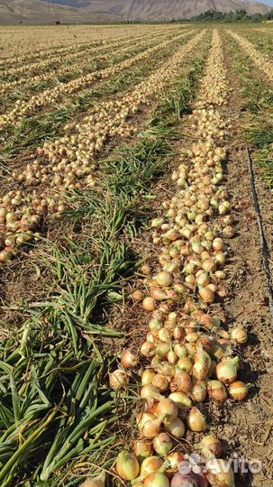 Лук оптом в Дербенте