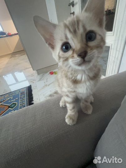 Бенгальская кошка