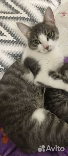 Отдам в добрые руки