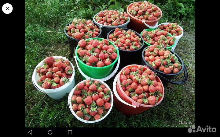 Усы клубники