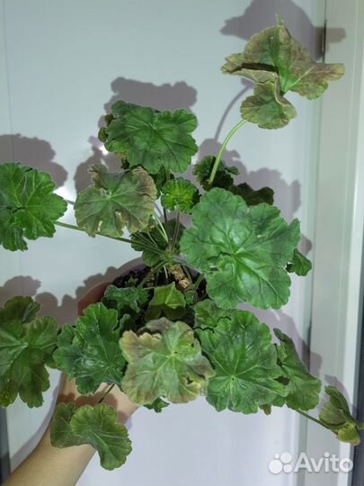 Пеларгония rushmoor avon