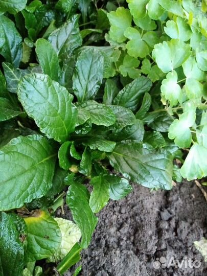 Живучка ползучая