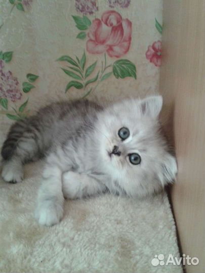 Сибирские котята