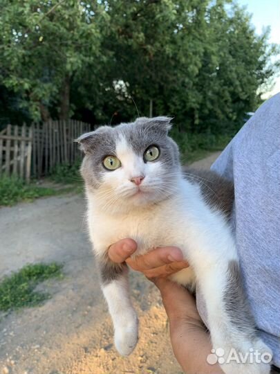 Вислоухая кошка в добрые руки