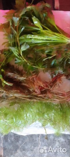 Аквариумные растения