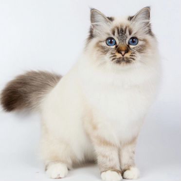 Бирманский котёнок