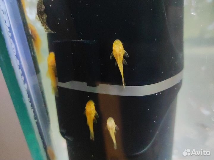 Аквариумные рыбки. Сомики