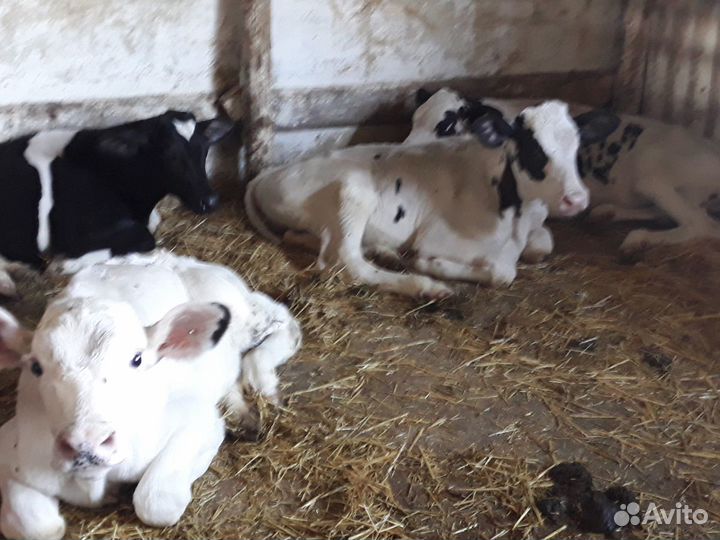 Бычки черно-рябые для откорма