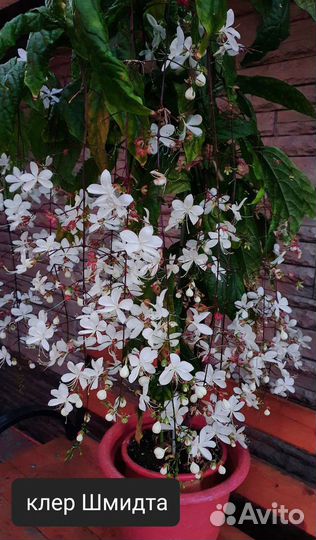 Клероденрумы