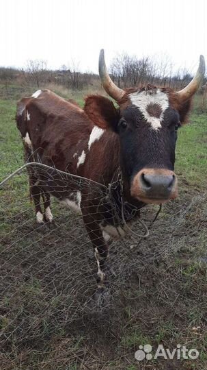 Айширская корова