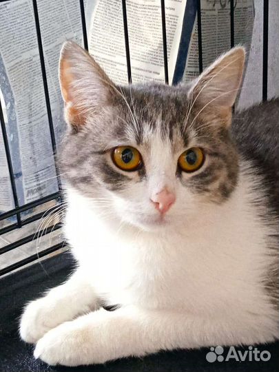 Кошка с улицы