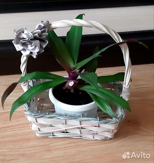 Фикус Бенджамина, Рео