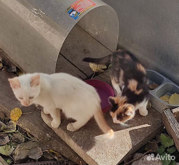 Отдам в добрые руки