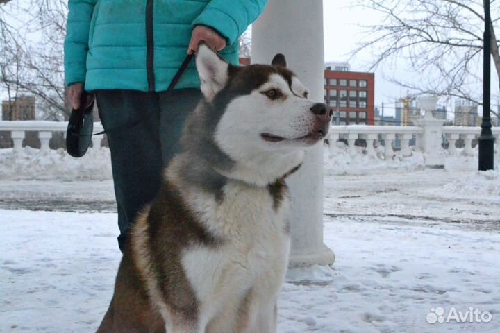 Сибирский хаски