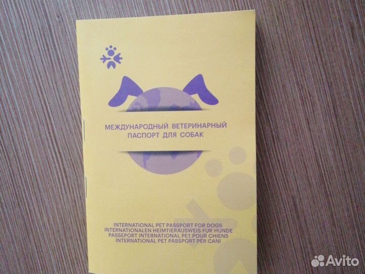 Щенок джек Рассел терьер