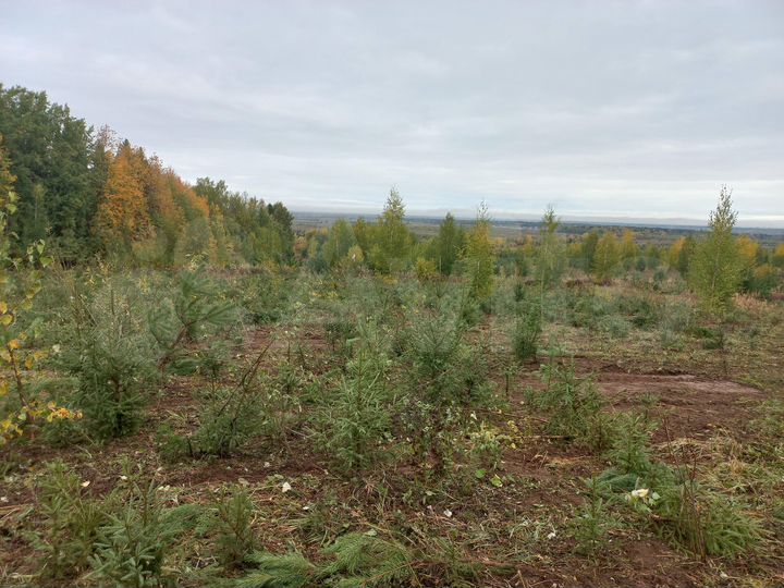 Участок 26 сот. (СНТ, ДНП)