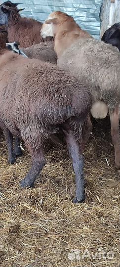 Бараны и овечки