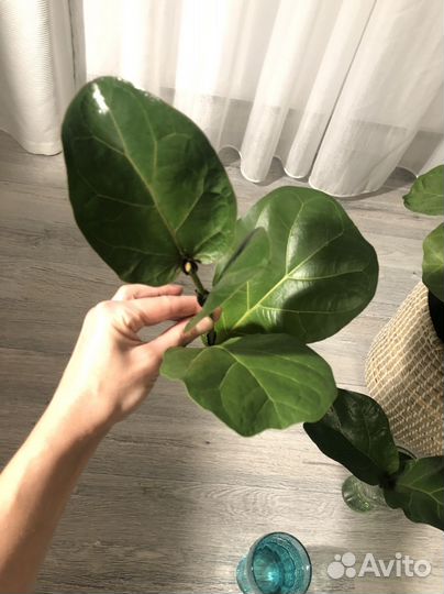 Фикус лирата