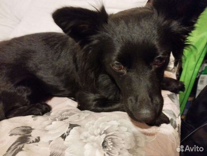 Домашняя передержка ваших питомцев