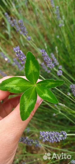 Амулет на удачу клевер четырёх и пятилистный