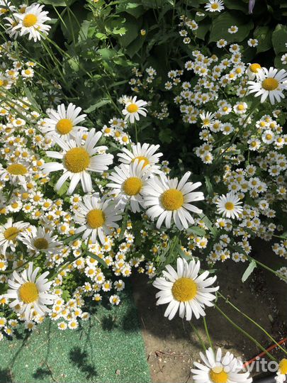 Цветы ромашки